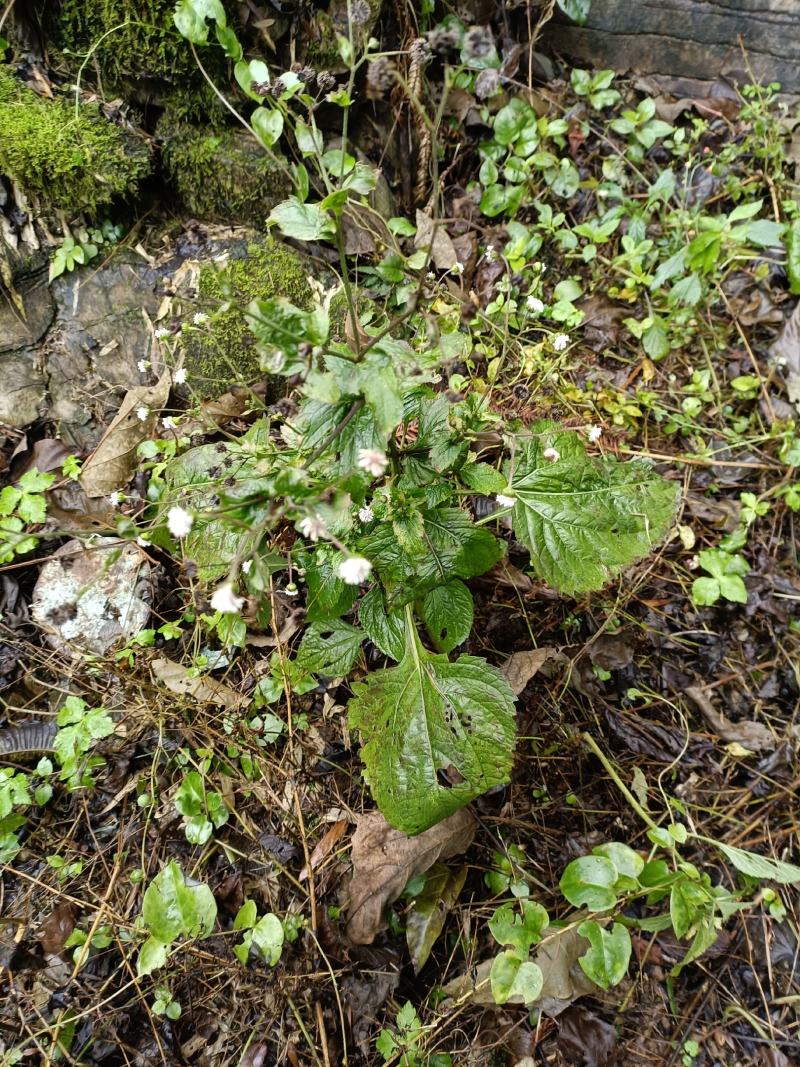 野生夏田菊干货5斤起发货数量有限，先到先得