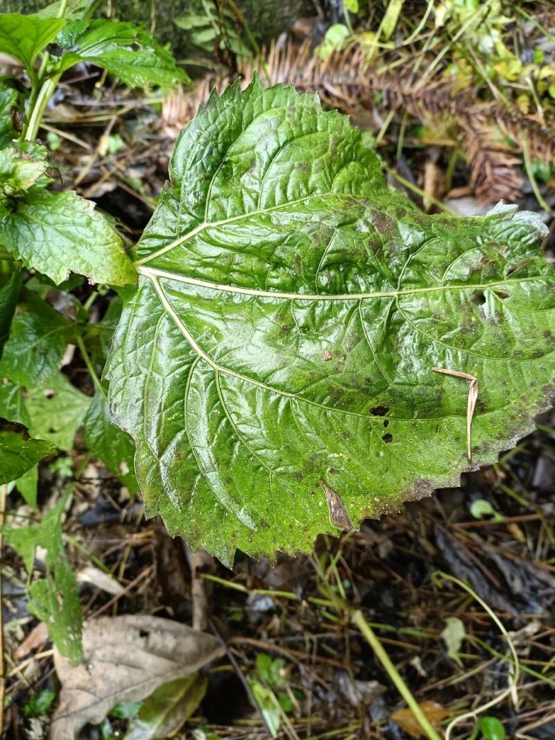 野生夏田菊干货5斤起发货数量有限，先到先得