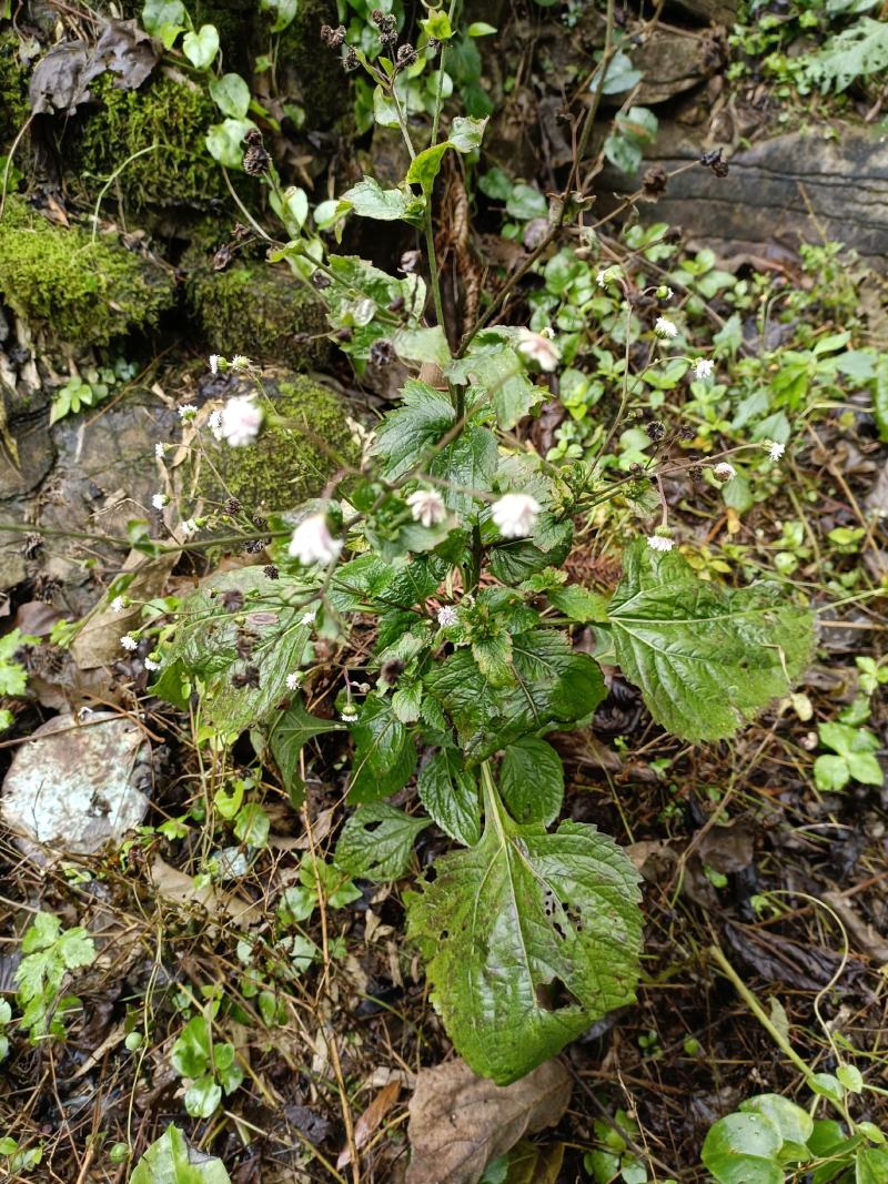 野生夏田菊干货5斤起发货数量有限，先到先得