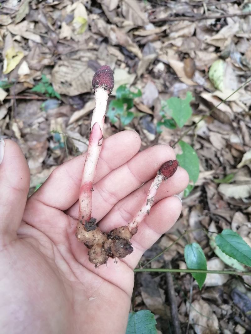 红冬蛇菰
