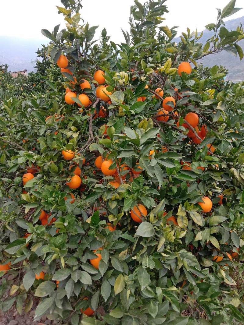 雷波脐橙渡口基地，金沙江边（海拔400米左右）甜度高不酸