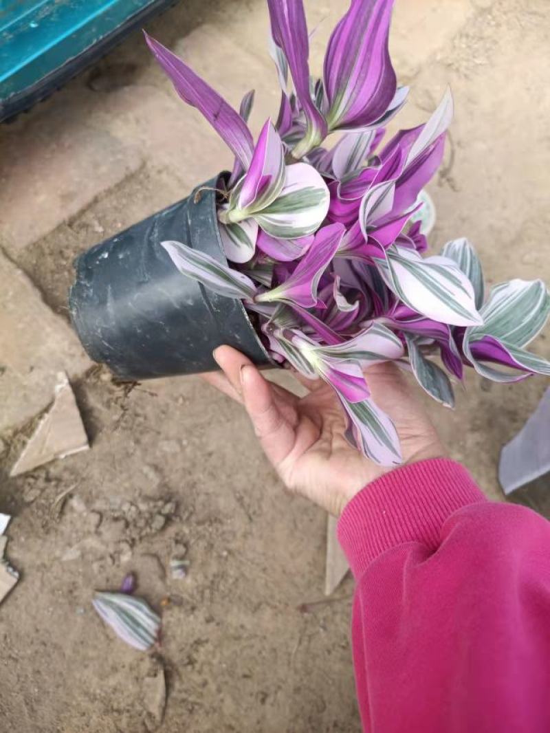 油画吊兰盆栽室内阳台