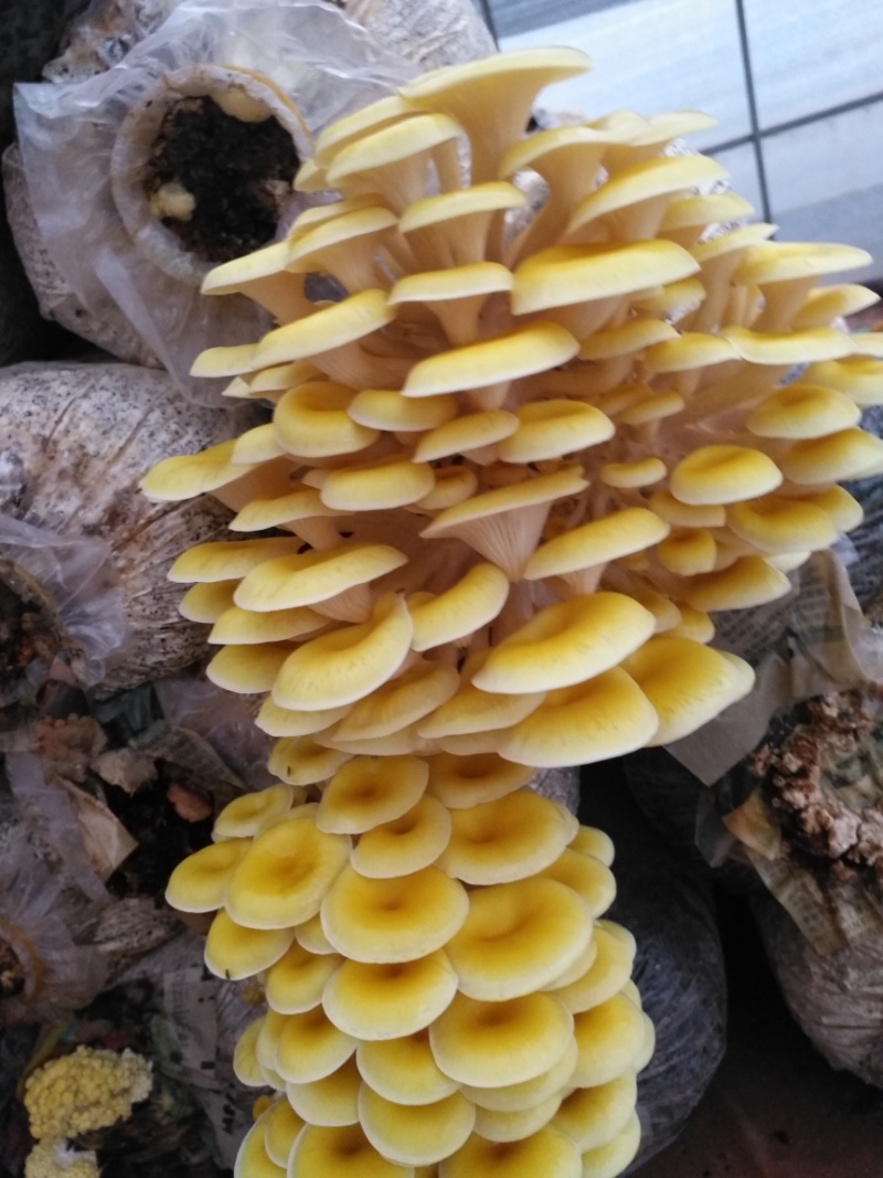 鸡油菌、各种规格齐全、照片就是实物、小包装、礼盒等