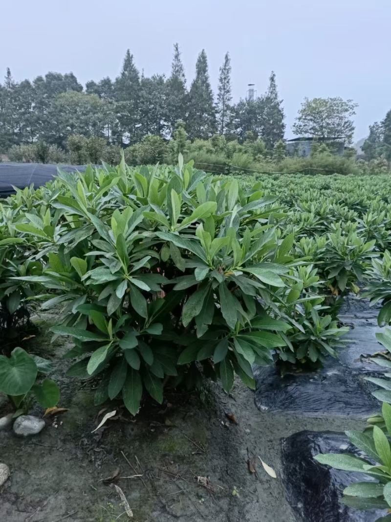 四川成都温江出售大量精品结香结香球结香笼子结香绿篱结香花