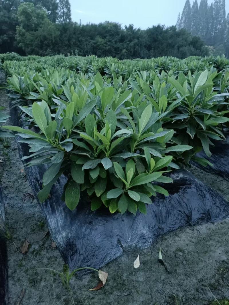 四川成都温江出售大量精品结香结香球结香笼子结香绿篱结香花