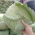 《京丰包菜》发市场小个二三斤基地种植货源充足