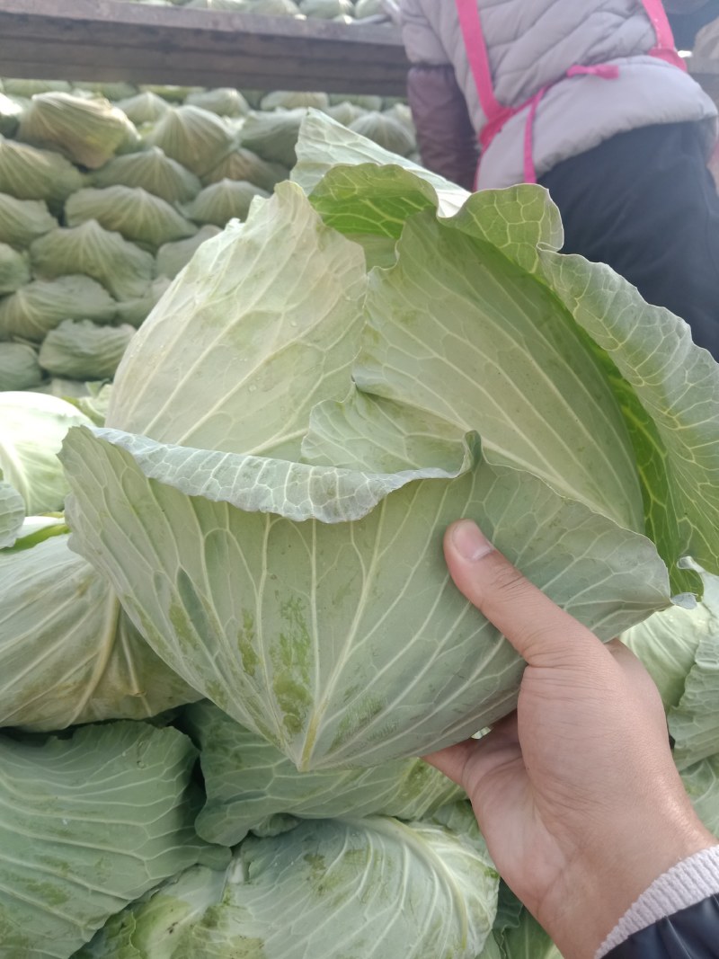 《京丰包菜》发市场小个二三斤基地种植货源充足