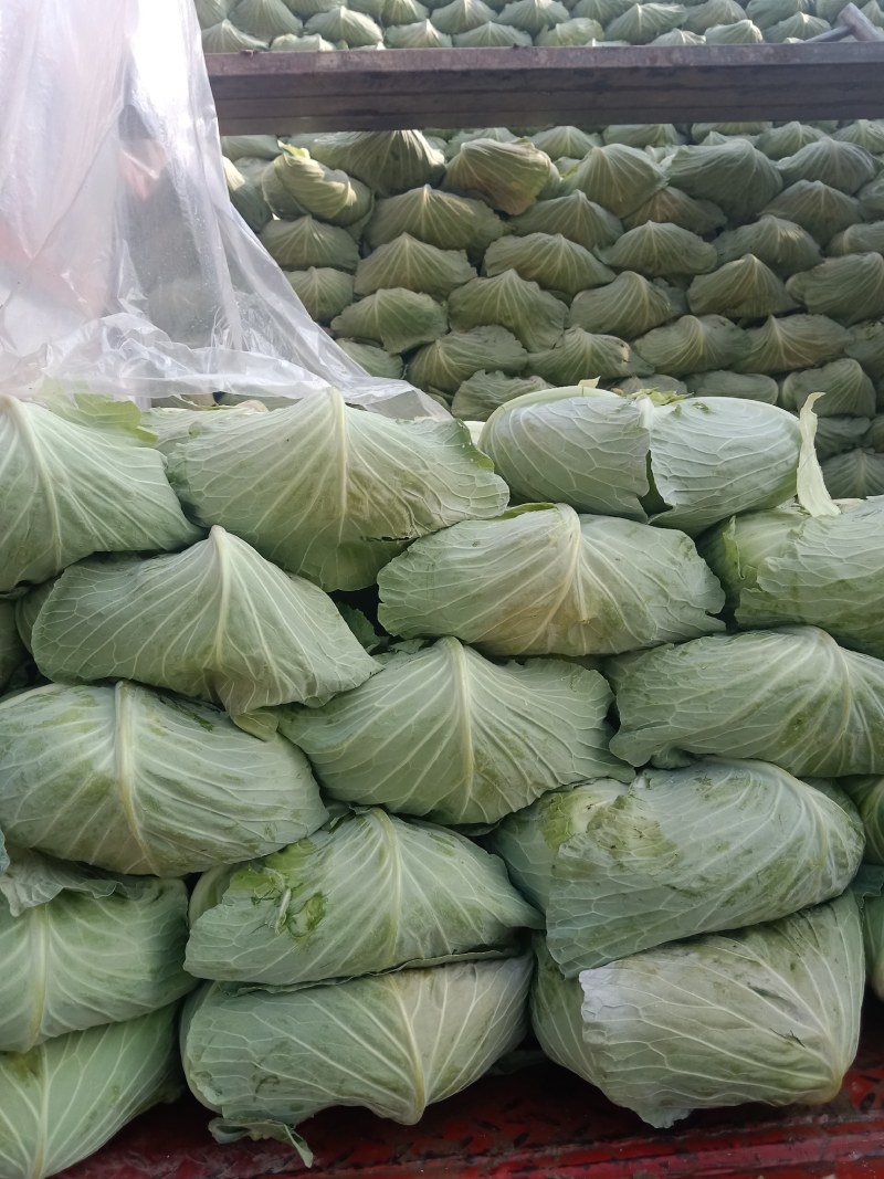 《京丰包菜》发市场小个二三斤基地种植货源充足