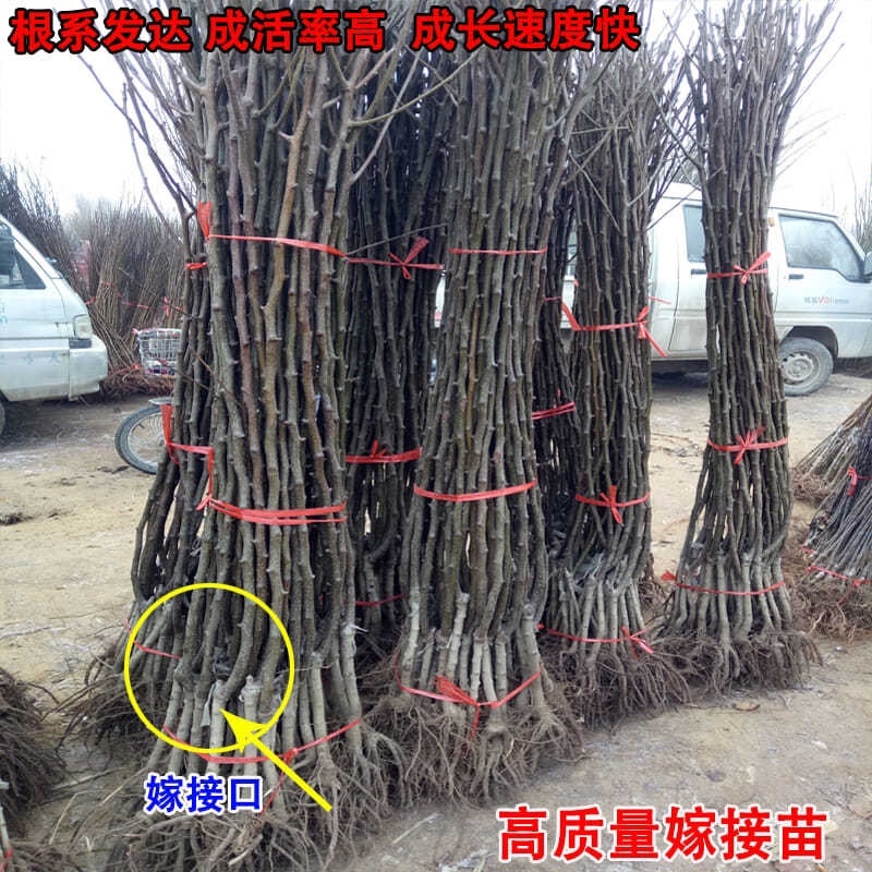 【包邮】梨树苗翠冠梨苗早熟南方种植北方耐寒梨苗果树苗