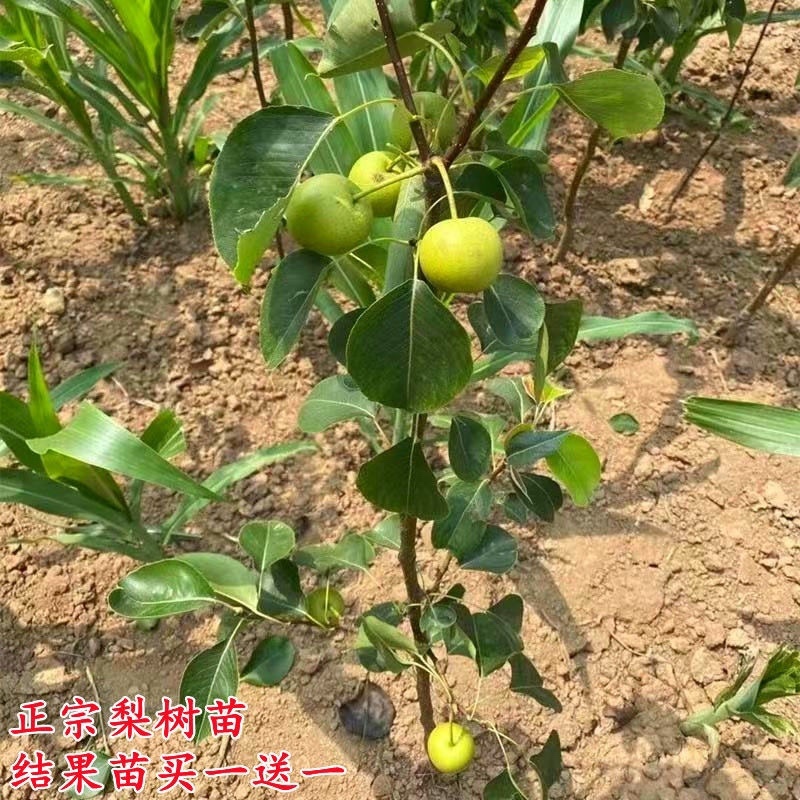 【包邮】梨树苗翠冠梨苗早熟南方种植北方耐寒梨苗果树苗