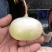 恰玛古拜城县的一级