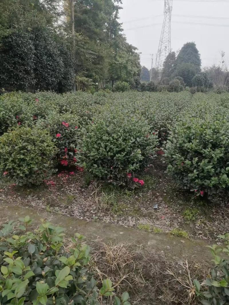 四川成都温江出售大量精品茶梅球茶梅笼子茶梅球