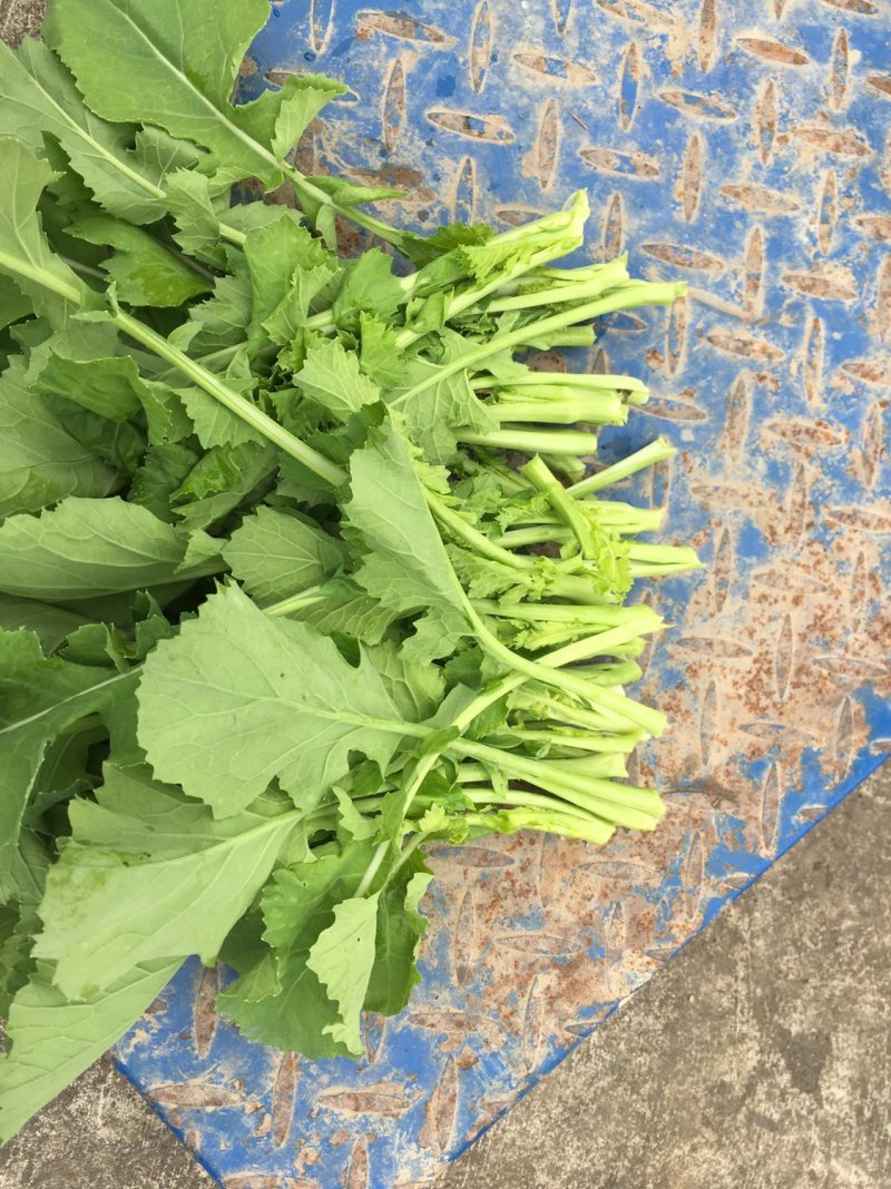 油菜苔，青油菜，长度15厘米以下精品长度20至30厘米。