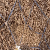 花生秧