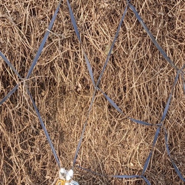 花生秧