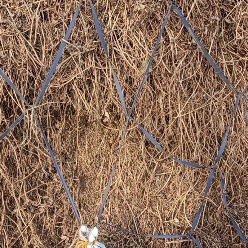 花生秧