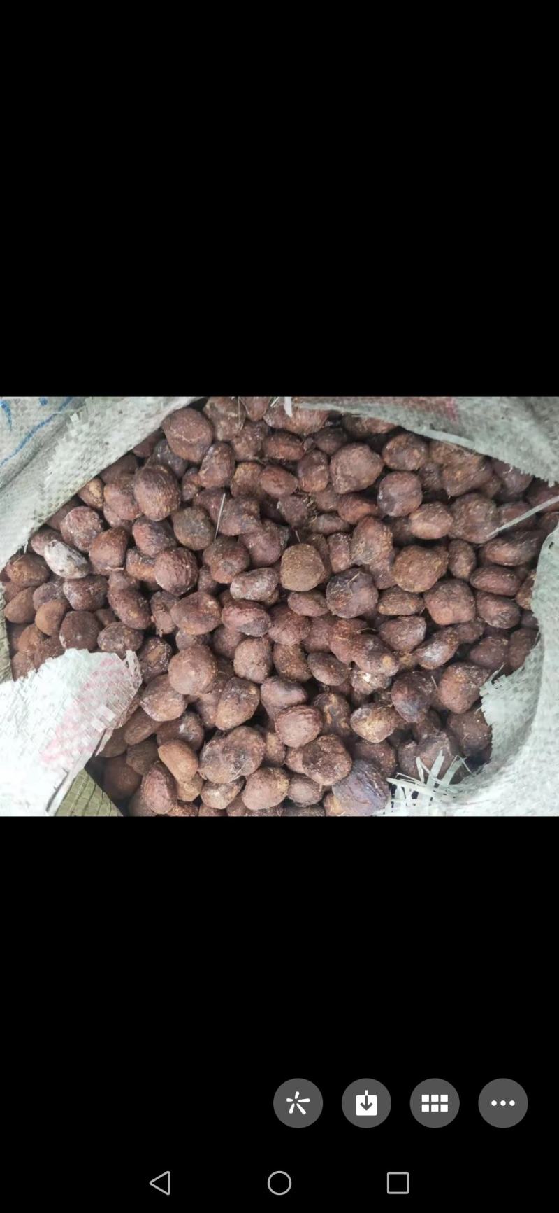 供应专家择优厂千年桐新种子
