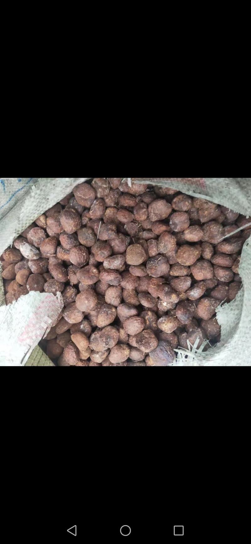 供应专家择优厂千年桐新种子