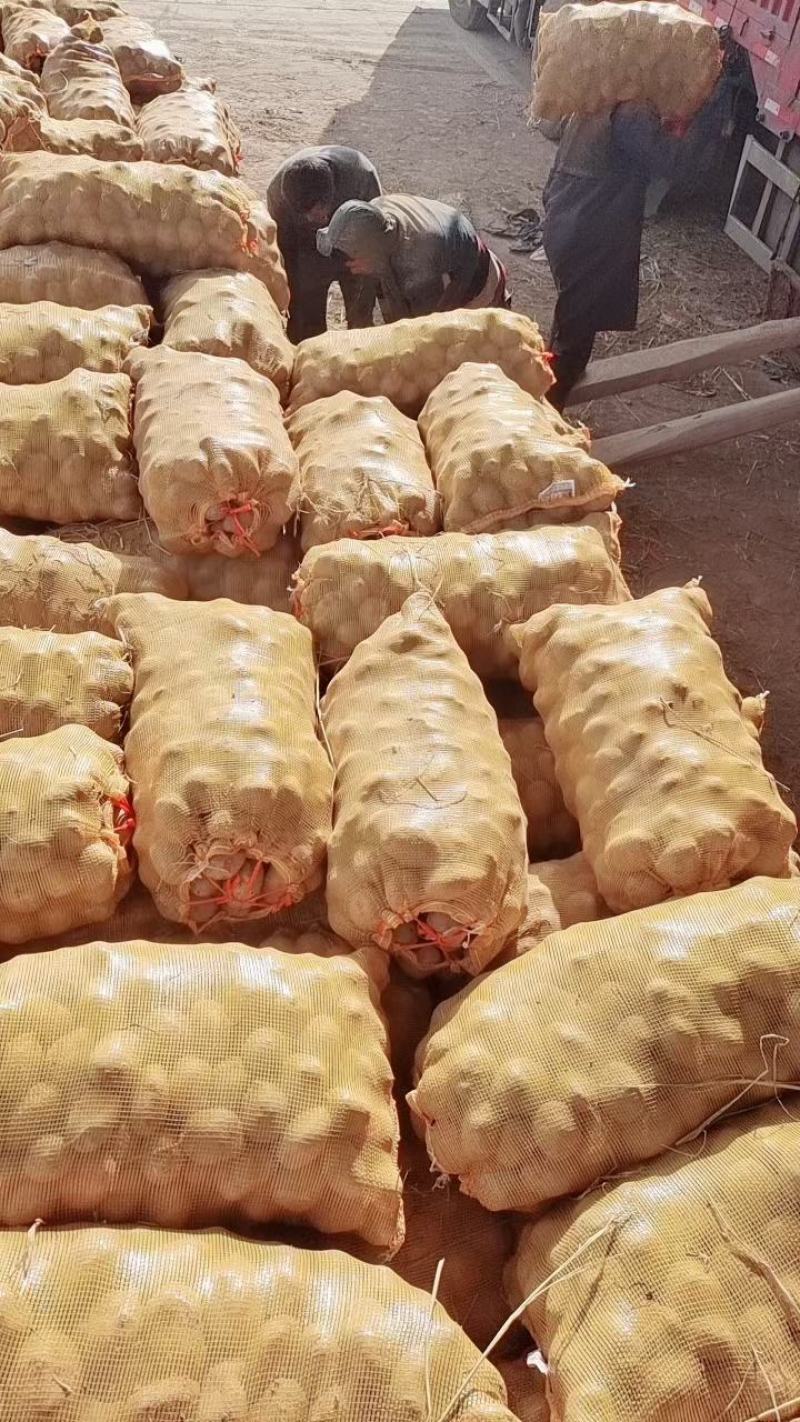 精品土豆