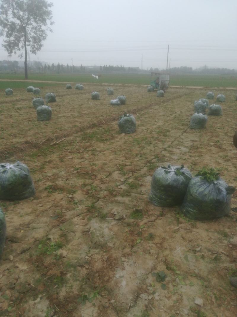 菠菜趴地菠菜，产地直供，一手货源，量大