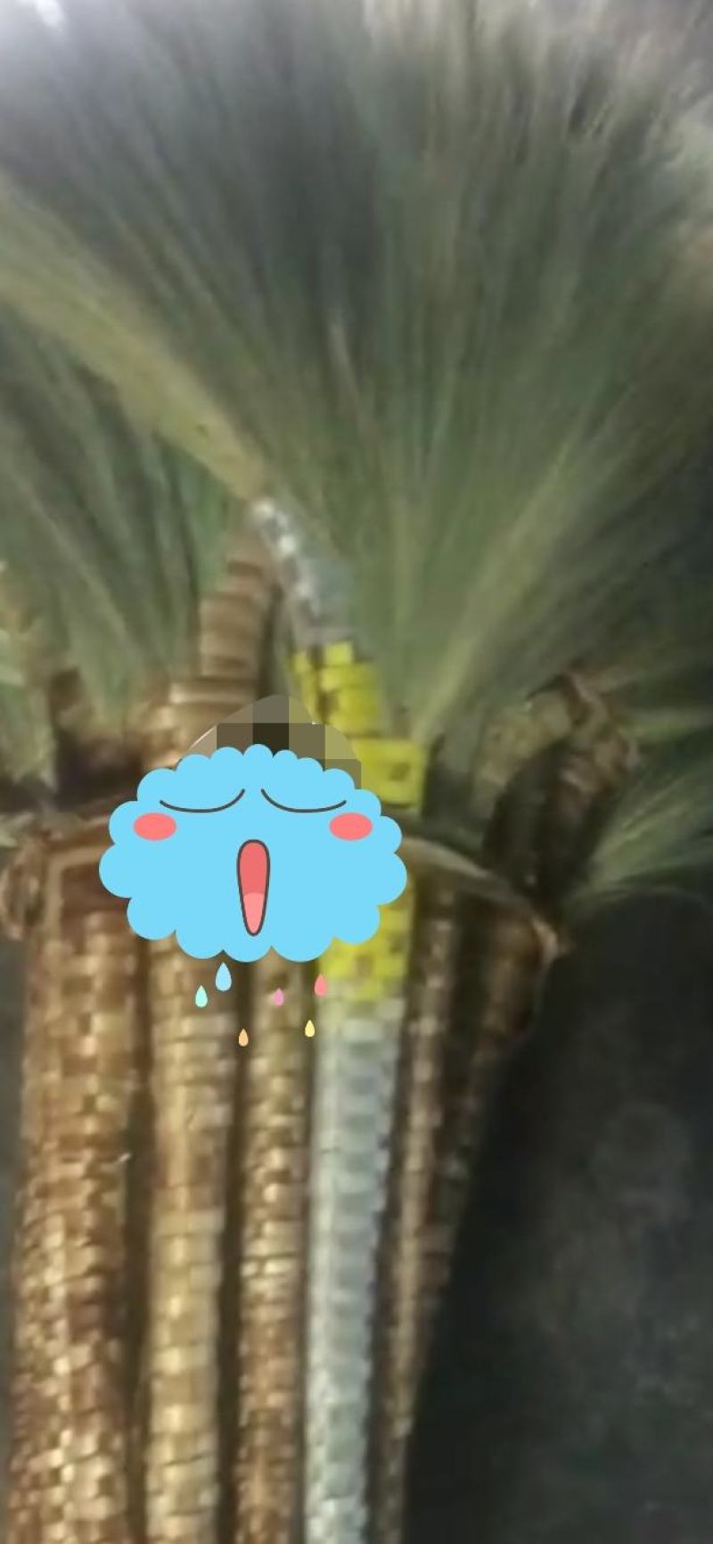 这是一种用来打扫工器具扫地很牢固欢迎联系