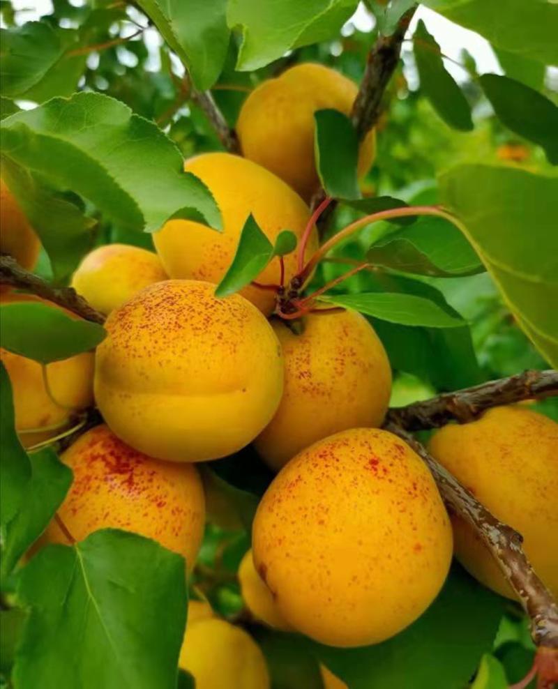 杏树苗荷兰香蜜杏基地现挖现发品种纯正保证成活率