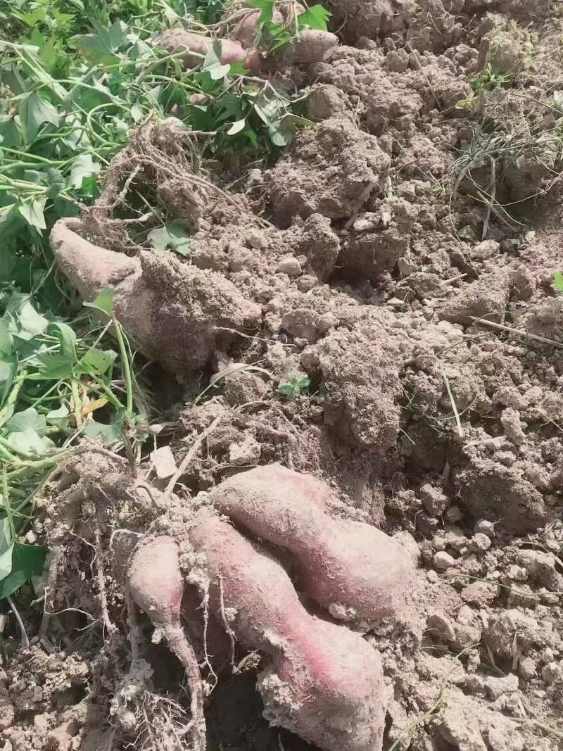红薯淀粉湖南邵阳特产纯手工自家食用少量出