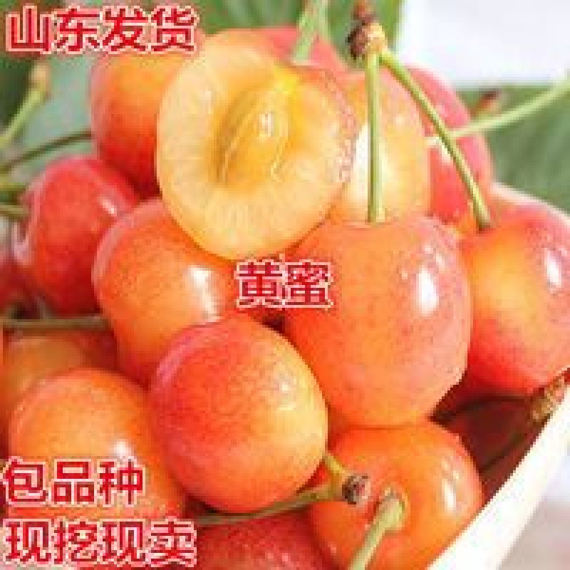 新品种齐早大樱桃树苗俄八鲁樱3号辉煌1—5