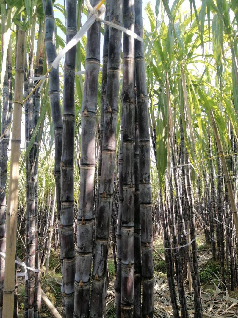 诚信代办宾阳县产区黑皮甘蔗