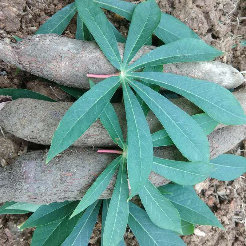 广西特产面包木薯新鲜现挖木薯粗粮树薯粉香番薯非黄心薯粉糯