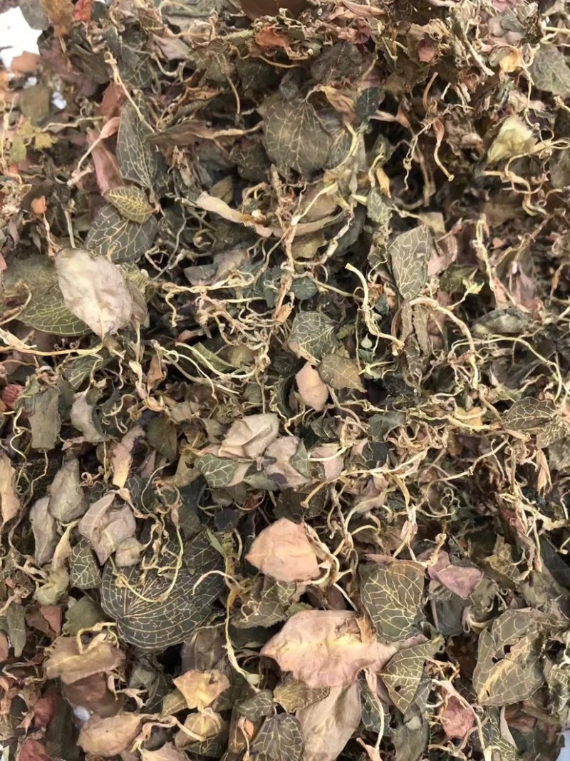 金线莲野草大量上市实图实价，欢迎各地老板咨询订购！！！