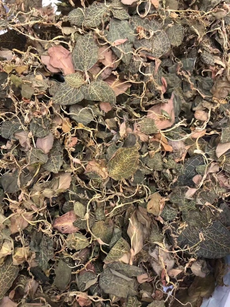 金线莲野草大量上市实图实价，欢迎各地老板咨询订购！！！
