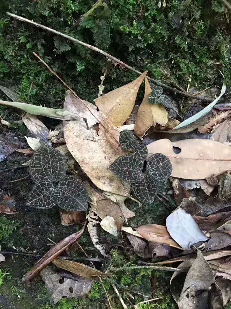 金线莲野草大量上市实图实价，欢迎各地老板咨询订购！！！