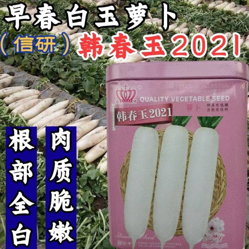 早春白玉萝卜种子韩国白玉春耐抽苔耐低温萝卜种子