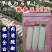早春白玉萝卜种子韩国白玉春耐抽苔耐低温萝卜种子