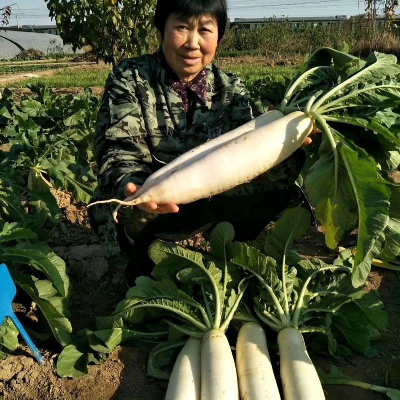 早春白玉萝卜种子韩国白玉春耐抽苔耐低温萝卜种子