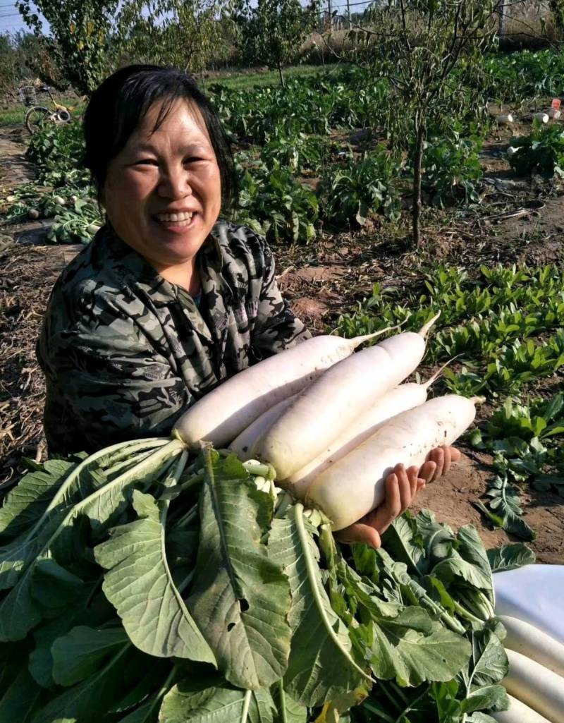 早春白玉萝卜种子韩国白玉春耐抽苔耐低温萝卜种子