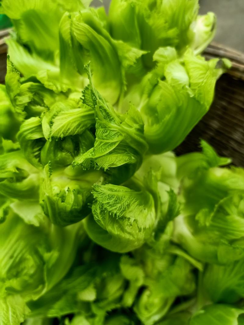 儿菜崇州儿菜清秀晾仔大蕊小蕊产地货源