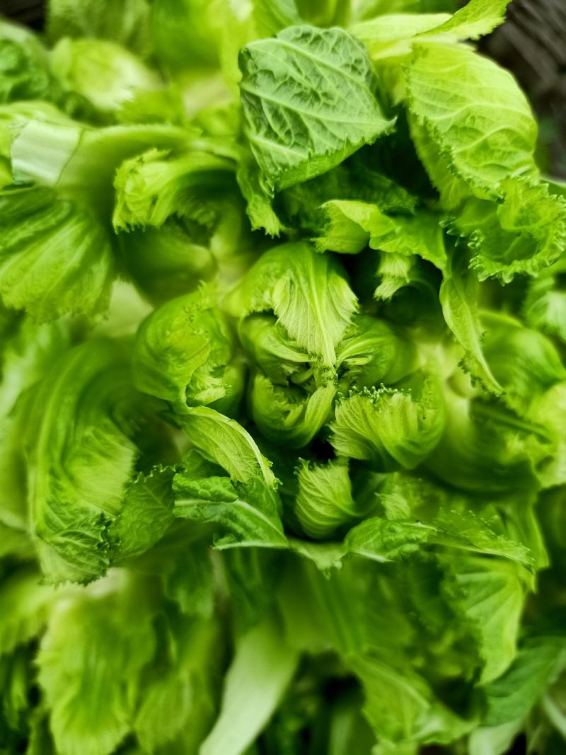 儿菜崇州儿菜清秀晾仔大蕊小蕊产地货源