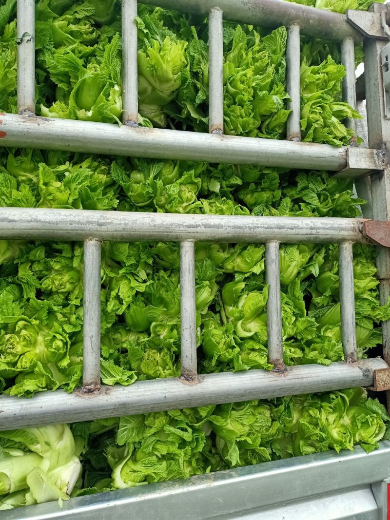 儿菜崇州儿菜清秀晾仔大蕊小蕊产地货源