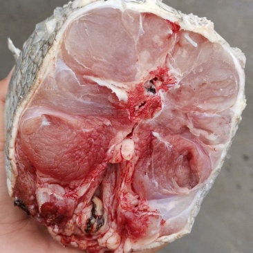 鳄鱼肉