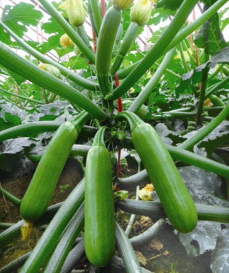 【西葫芦种子】高产蔬菜种子四季易种家庭阳台盆栽蔬菜籽耐寒