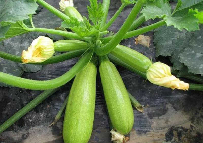 【西葫芦种子】高产蔬菜种子四季易种家庭阳台盆栽蔬菜籽耐寒