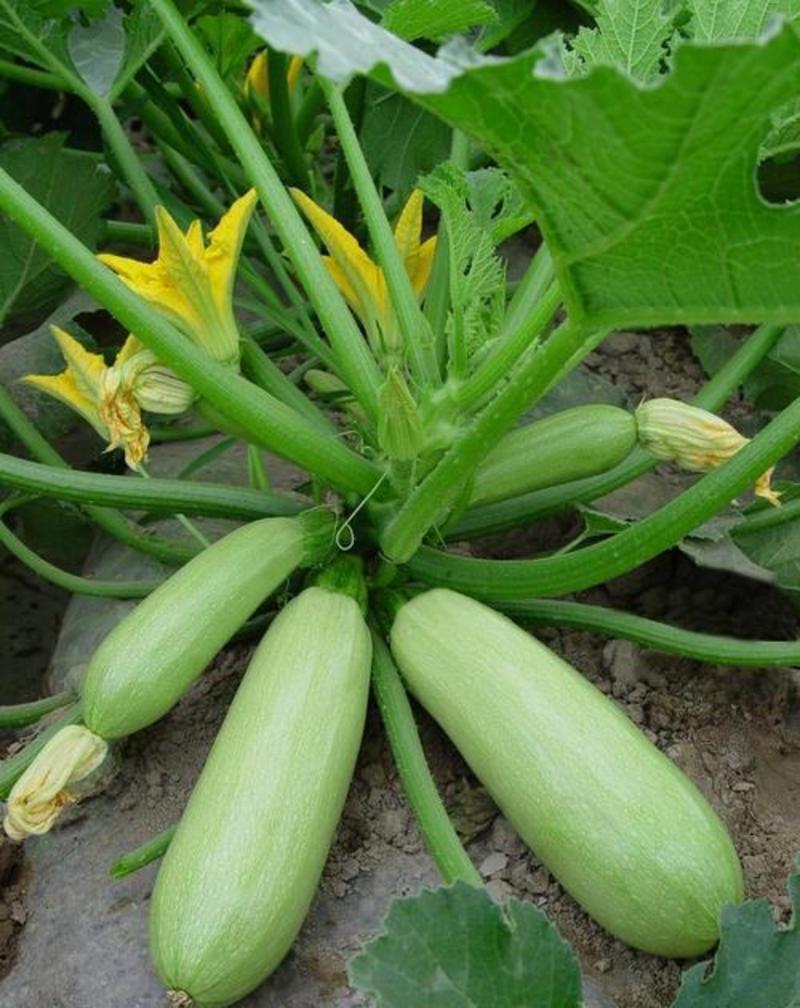 【西葫芦种子】高产蔬菜种子四季易种家庭阳台盆栽蔬菜籽耐寒