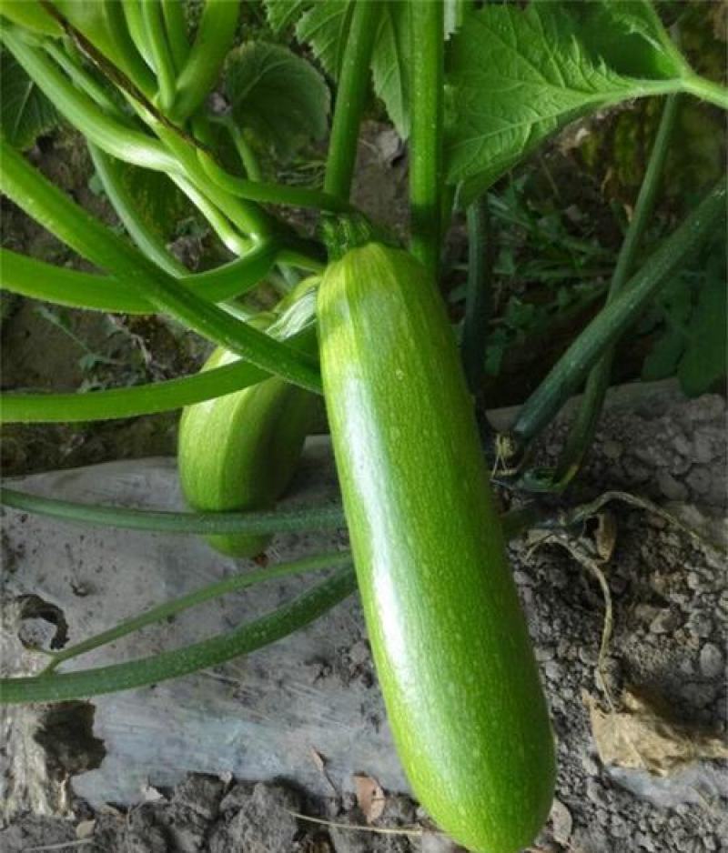 【西葫芦种子】高产蔬菜种子四季易种家庭阳台盆栽蔬菜籽耐寒