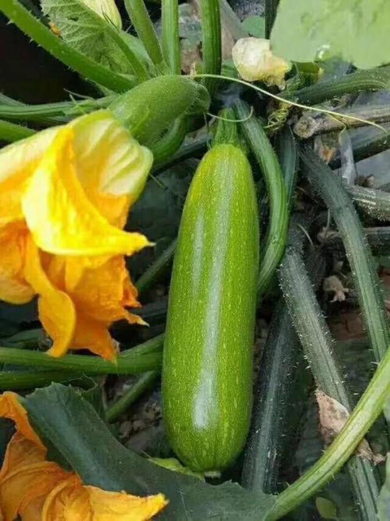 【西葫芦种子】高产蔬菜种子四季易种家庭阳台盆栽蔬菜籽耐寒