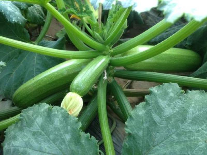 【西葫芦种子】高产蔬菜种子四季易种家庭阳台盆栽蔬菜籽耐寒