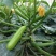 【西葫芦种子】高产蔬菜种子四季易种家庭阳台盆栽蔬菜籽耐寒