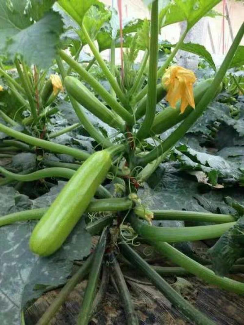 【西葫芦种子】高产蔬菜种子四季易种家庭阳台盆栽蔬菜籽耐寒