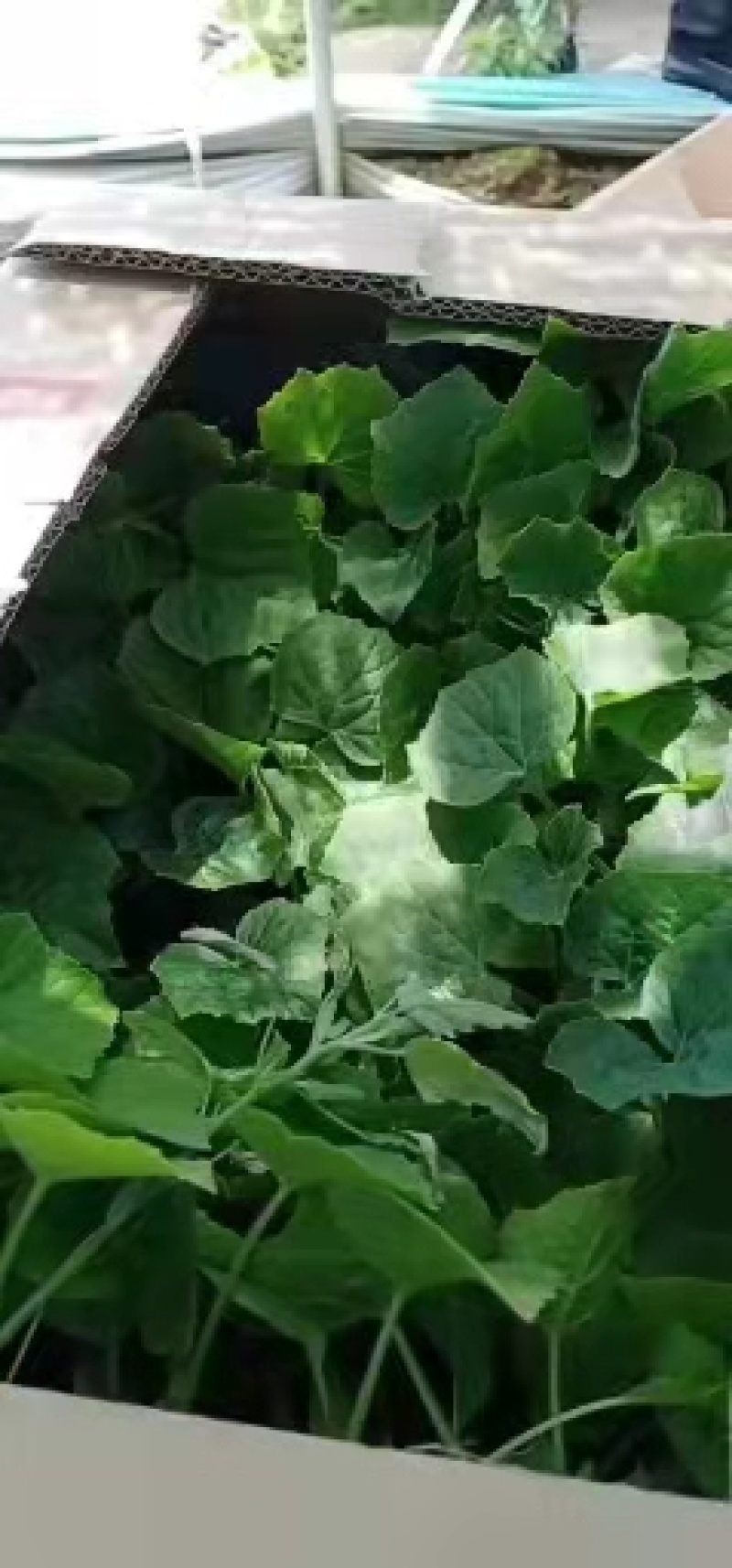 水果冬瓜苗，有种子有苗，产量高，果型好，耐运输